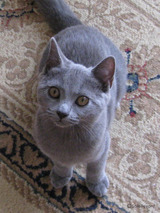 ulanie's boy1