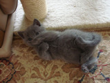 theressa-kitten 9-24-08-28