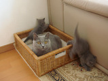 thressa-kitten 9-24-08-4