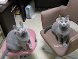 daisy&saphire1