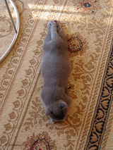 theressa-kitten 9-24-08-34
