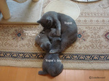 theressa-kitten 9-24-08-31