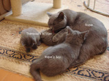 theressa-kitten 9-24-08-32