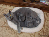 theressa-kitten 9-24-08-7