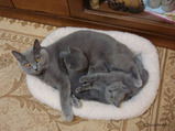 theressa-kitten 9-24-08-6