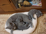 theressa-kitten 9-24-08-9