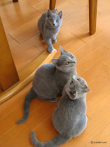 theressa's kitten4