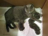theressa-kitten-9-24-08-1