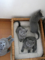 theressa's kitten1
