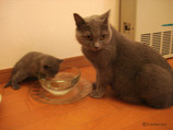 theressa-kitten-9-24-08-2
