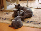 theressa-kitten 9-24-08-33