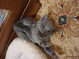 theressa-kitten 9-24-08-22