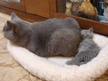 theressa-kitten 9-24-08-24