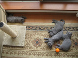 Soleillevant kitten1