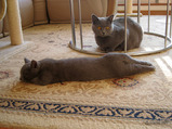 theressa's kitten5