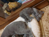 theressa-kitten 9-24-08-12