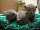 vogue's kitten 08-12