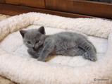 theressa-kitten 9-24-08-23