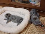 theressa-kitten 9-24-08-14