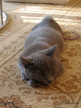 theressa's boy2