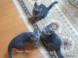 ulanie's kittens