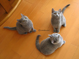 theressa's kitten2