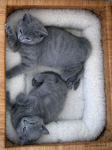 vogue's kitten & theressa's kitten 1