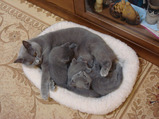 theressa-kitten 9-24-08-5