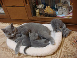theressa-kitten 9-24-08-11