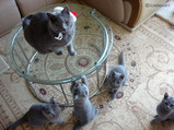 theressa-kitten 9-24-08-38