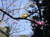 池上梅園の5