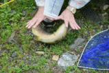 跳ねる魚