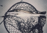 魚の6