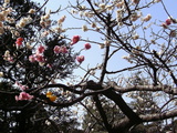 池上梅園の3
