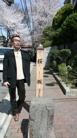 さくら坂の1