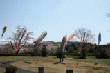 鳴子のこいのぼり