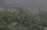 ��Ļ��ŷ�鸶ʬ���ն��