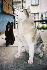 陸たんソラを躾中