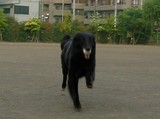 全速力
