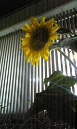 081022_200009
