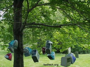 apple tree