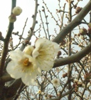 梅