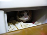 ���οͤ����Ϥ��ä����ɤ������褿�Ρ�����