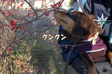souther_20090104d