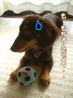 souther_20081220e