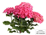 花の切り抜き