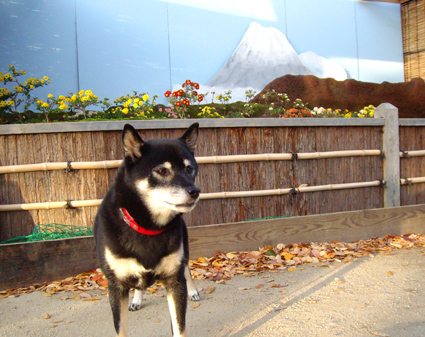 IMGP0242