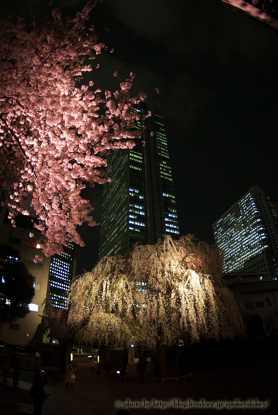 夜桜2