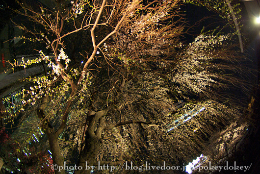 夜桜