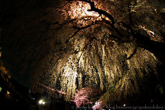 夜桜